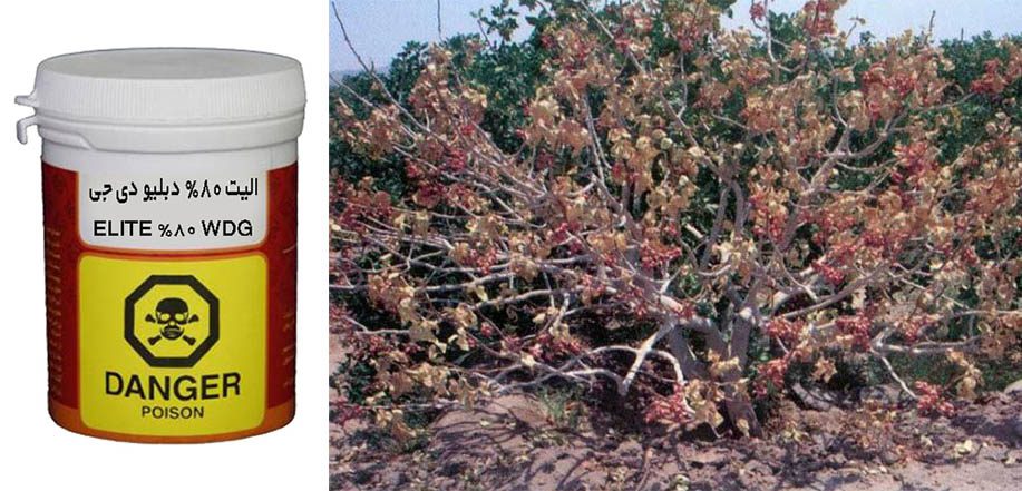 کاربرد قارچ کش الیت در کنترل گموز پسته