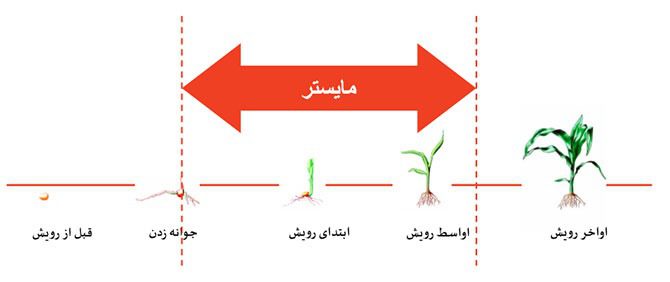 زمان مصرف علف کش مایستر - maister