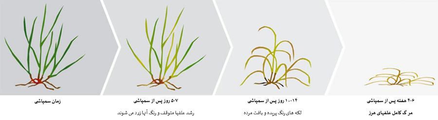 سرعت تاثیر علفکش اتللو او دی روی علفهای هرز
