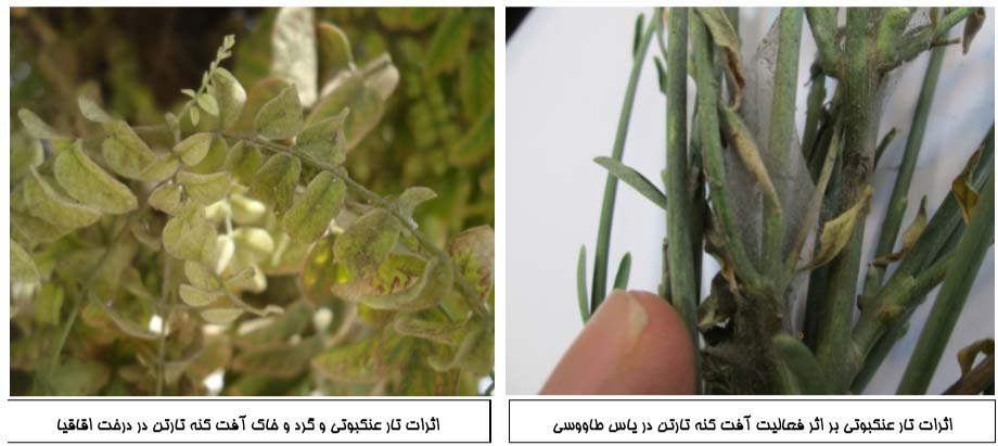 آثار خسارت کنه تارتن روی گل طاووسی و اقاقیا