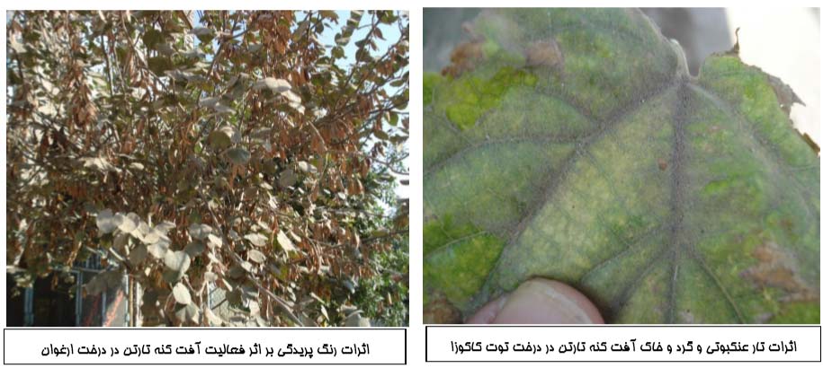 آثار خسارت کنه تارعنکبوتی بر روی توت و ارغوان