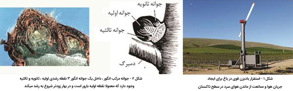 بادبزن قوی -جوانه های مرکب انگور