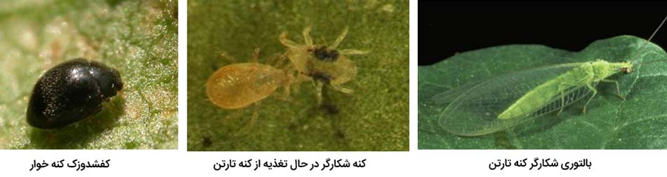 دشمنان طبیعی کنه تارعنکبوتی