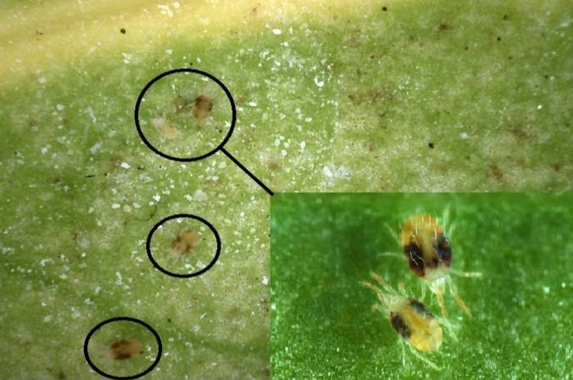 زیست شناسی کنه تارعنکبوتی