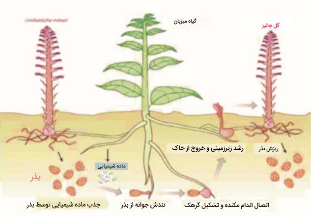 زیست شناسی گیاه انگلی گل جالیز