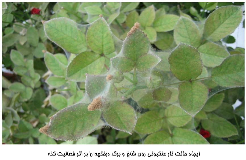 علایم وجود کنه دو نقطه ای