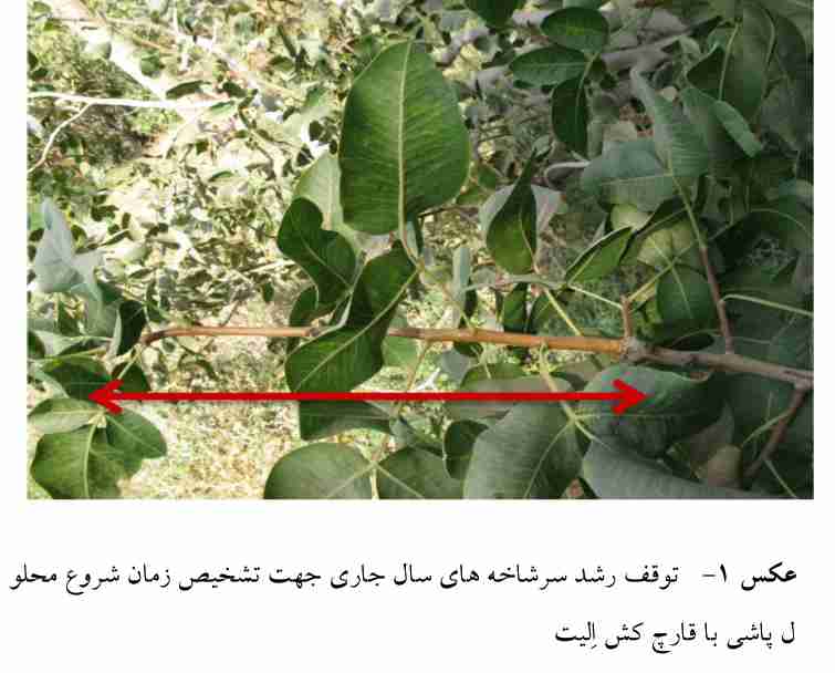 توقف رشد سرشاخه های جاری جهت تشخیص زمان شروع محلولپاشی قارچکش الیت