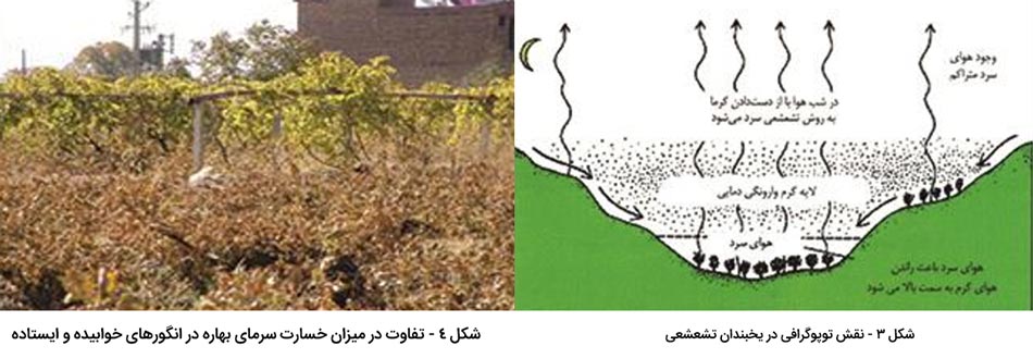 نقش توپوگرافی در ایجاد سرما و مقایسه تاثیر سرمازدگی در ایستاده یا خوابیده بودن انگور