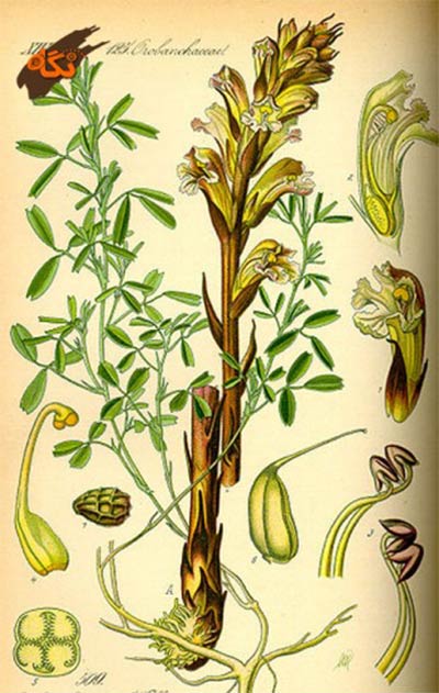 نمای شماتیک گل جالیز