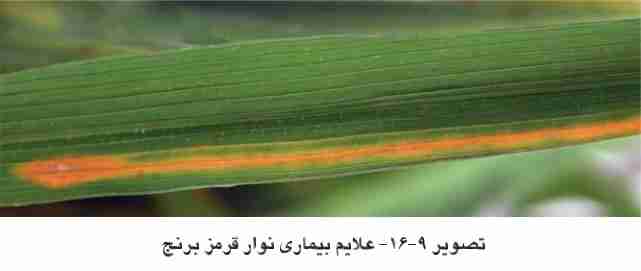 بیمـاري بـرگ زرد ( yellow leaf disease ) ، سندروم برگ زرد (yellow leaf syndrome) و سندروم زردي بـرگ (leaf yellowing syndrome)، در اندونزي به عنـوان بلایـت باکتریـایی بـرگ پرتقـالی (bacterial orange leaf blight)