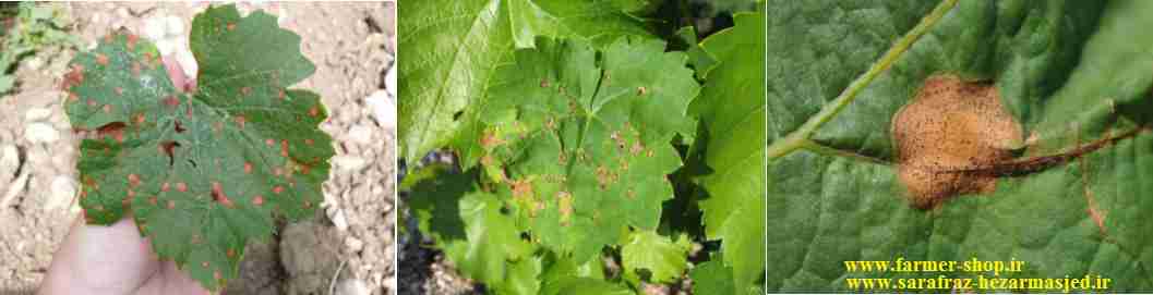 بیماری قارچی پوسیدگی سیاه انگور