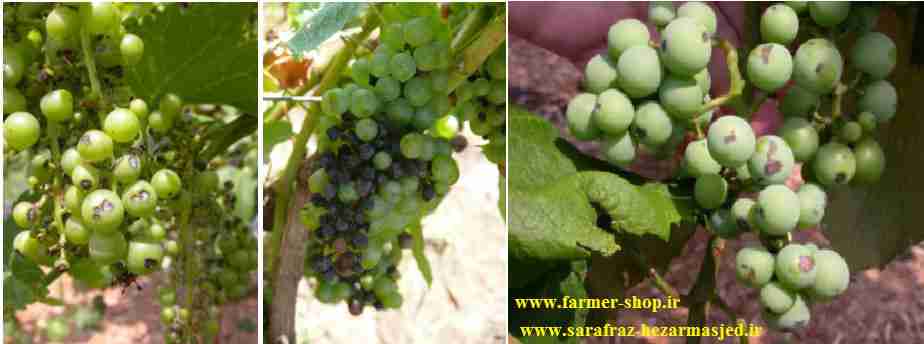 بیماری پوسیدگی سیاه انگور