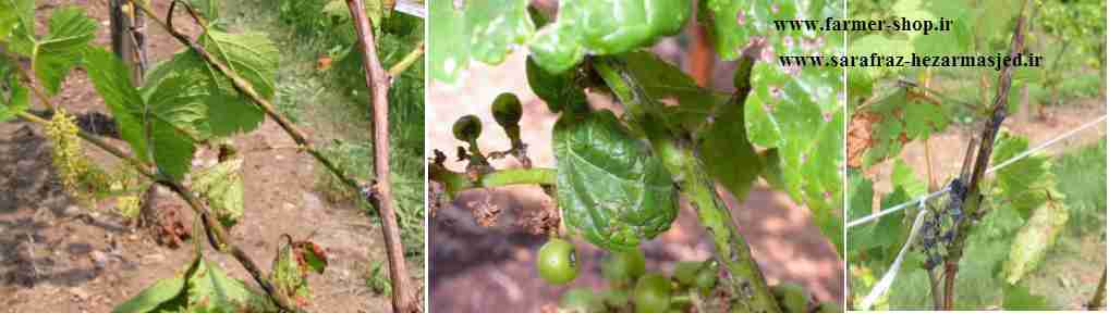 علایم بیماری پوسیدگی سیاه مو