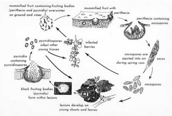 چرخه زندگی قارچ Guignardia bidwellii 