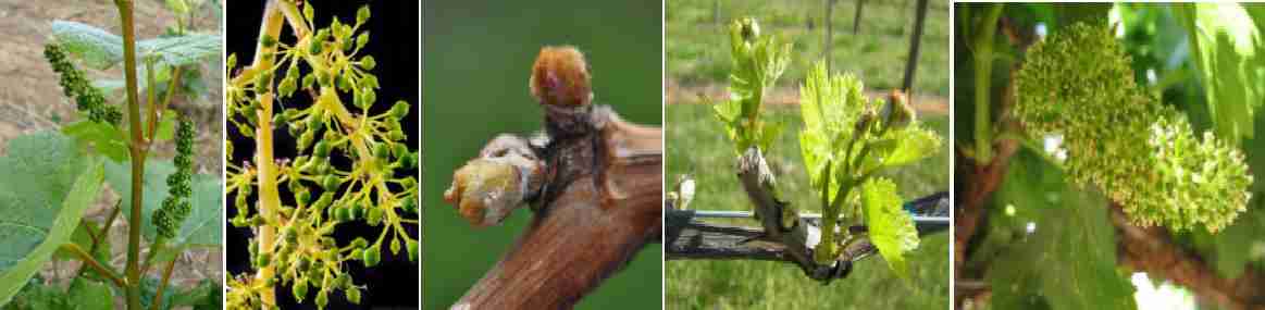 بیماریهای انگور