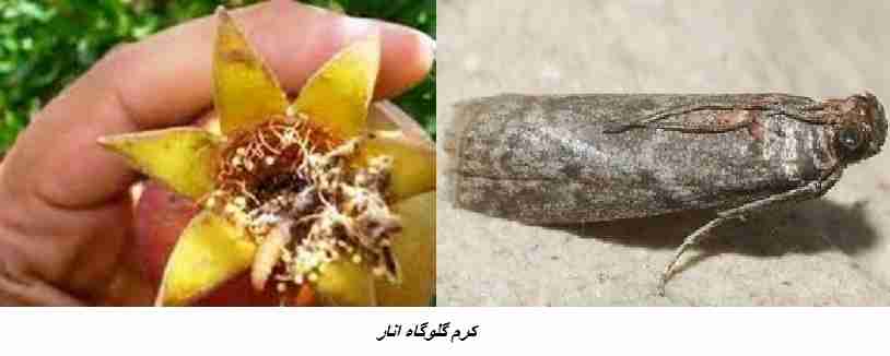 کرم گلوگاه انار