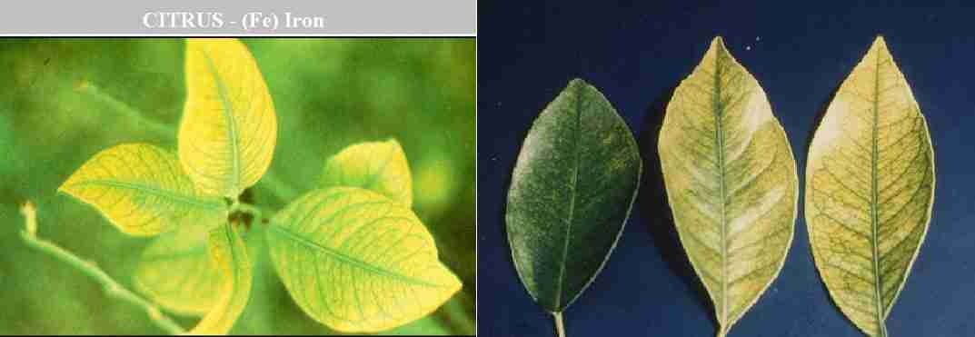 علایم کمبود آهن در مرکبات