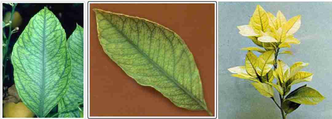 نشانه های کمبود عنصر آهن در مرکبات