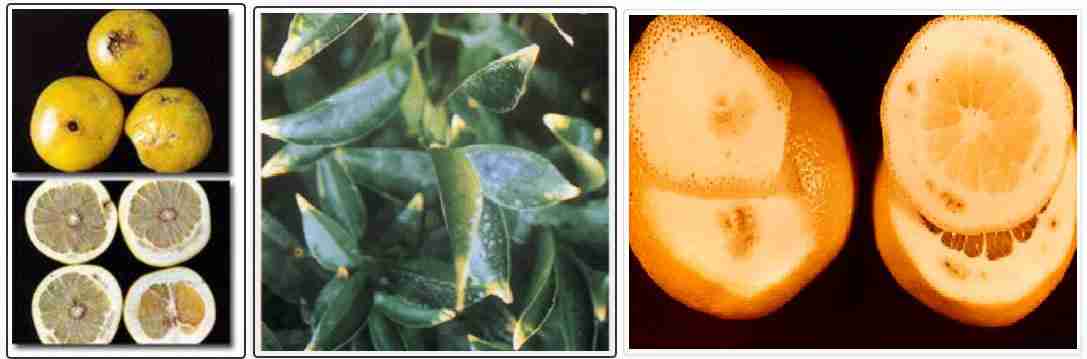 علایم کمبود بر در مرکبات