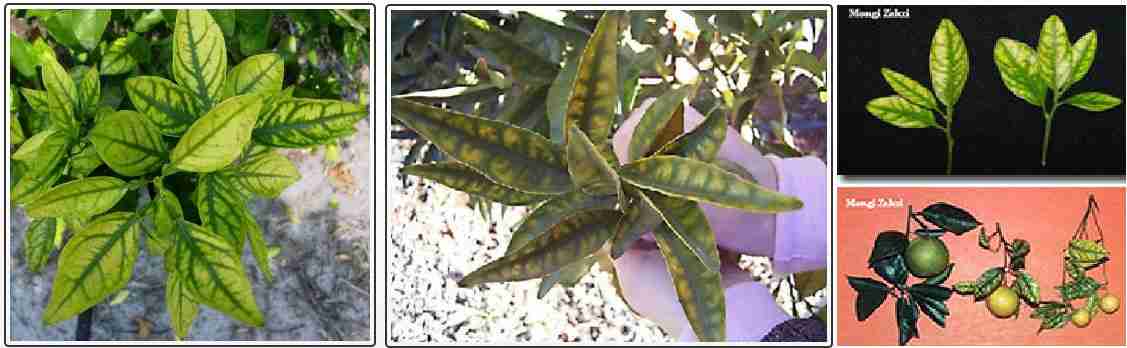 علایم کمبود روی در مرکبات