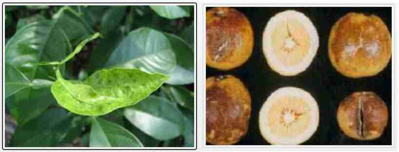 علایم کمبود مس در مرکبات