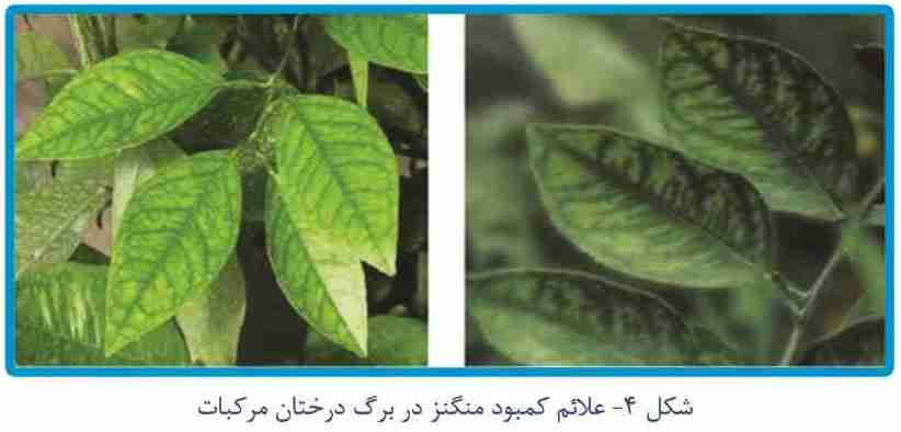 نشانه های کمبود عنصر منگنز در مرکبات