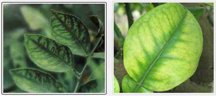 علایم کمبود منگنز در مرکبات