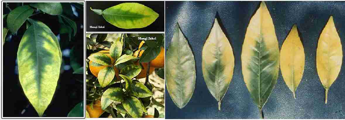 علایم کمبود منیزیوم در مرکبات