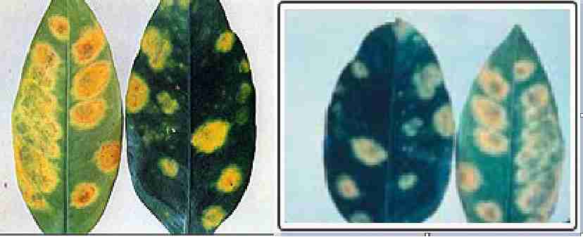 علایم کمبود مولیبدن در مرکبات