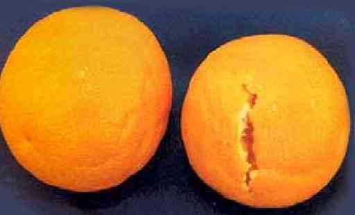 علایم کمبود کلسیم در مرکبات