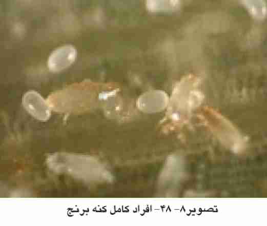 فرم بالغ کنه برنج ( Tetranychus harti ( Eving