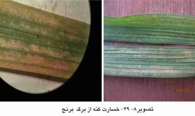 علایم خسارت کنه برنج روی برگ