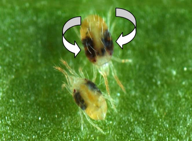 کنه تارعنکبوتی (کنه تارتن) (کنه دو نقطه ای)