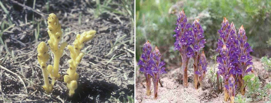 علف هرز گل جالیز