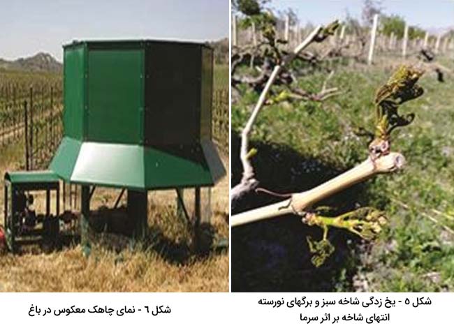 چاهک معکوس و یخ زدن شاخه های انگور