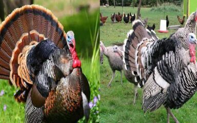 آشنایی با اصول پرورش بوقلمون