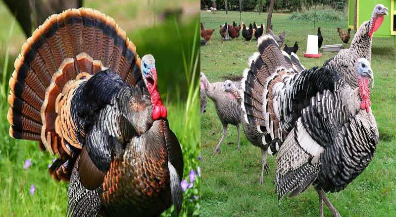 آشنایی با اصول پرورش بوقلمون