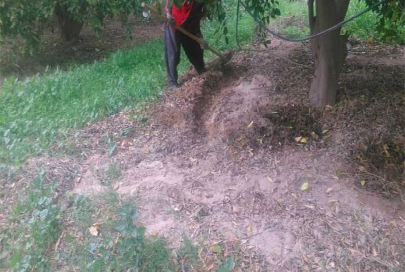 کود آلی و اهمیت آن در تغذیه و کوددهی درختان مرکبات