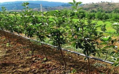 کیفیت آب آبیاری مرکبات کرمان