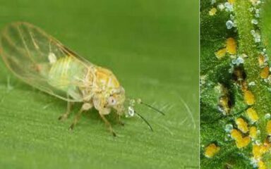 دستورالعمل اجرایی مدیریت تلفیقی و تقویمی پسیل پسته