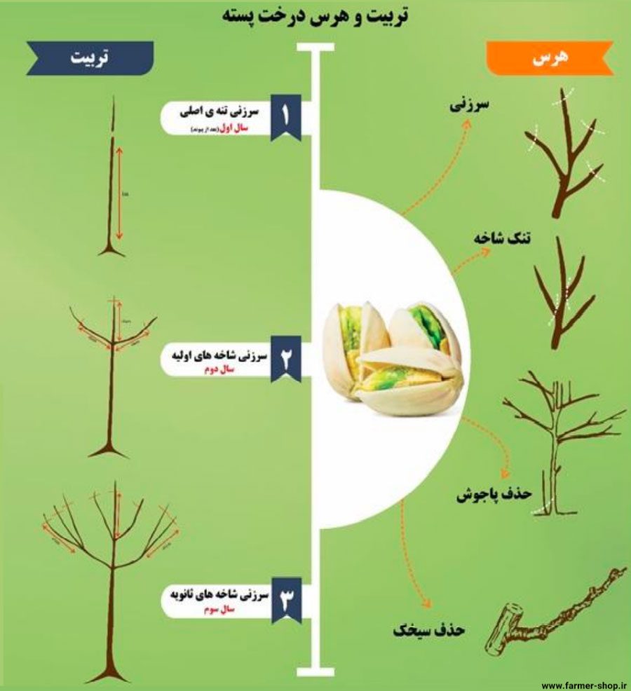 تربیت و هرس درختان پسته