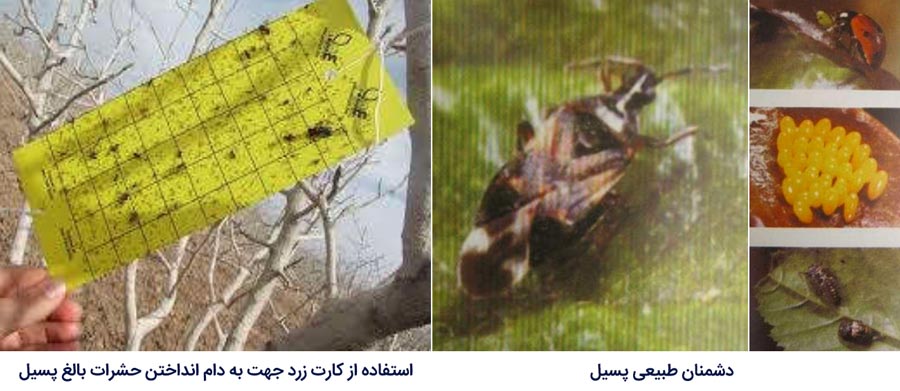 دشمنان طبیعی پسیل معمولی پسته