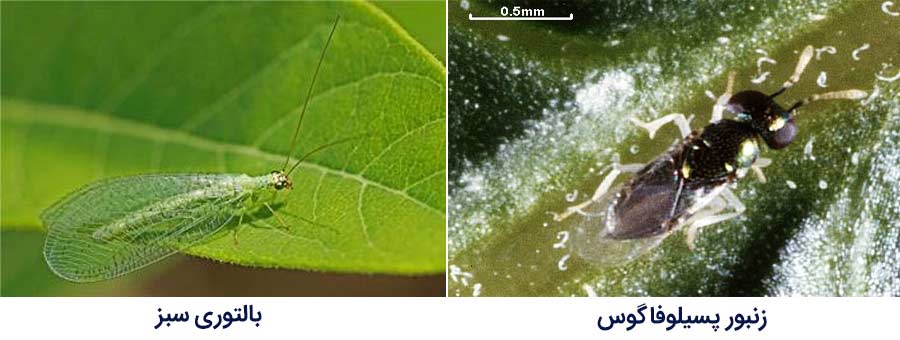 زنبور پسيلوفاگوس (Psyllaephagus pistaciae) و بالتوری سبز از مهمترین دشمنان پسیل پسته