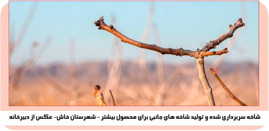 سربزداری و هرس شاخه پسته