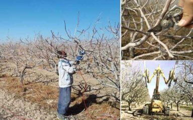 هرس درختان پسته و رعایت 30 نکته در هرس پسته