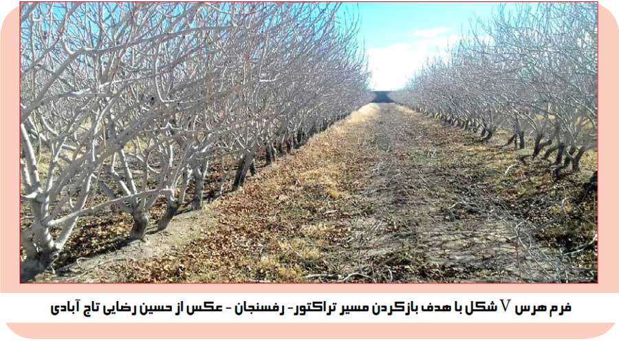 هرس درختان پسته به شکل وی یا هفتی