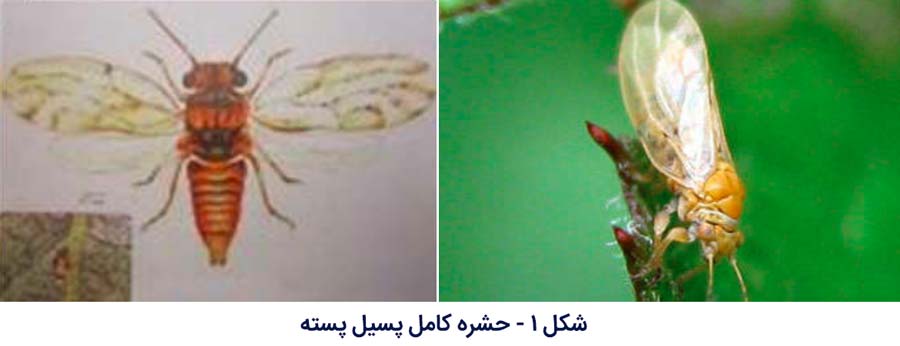 حشره کامل پسیل معمولی پسته یا شیره خشک