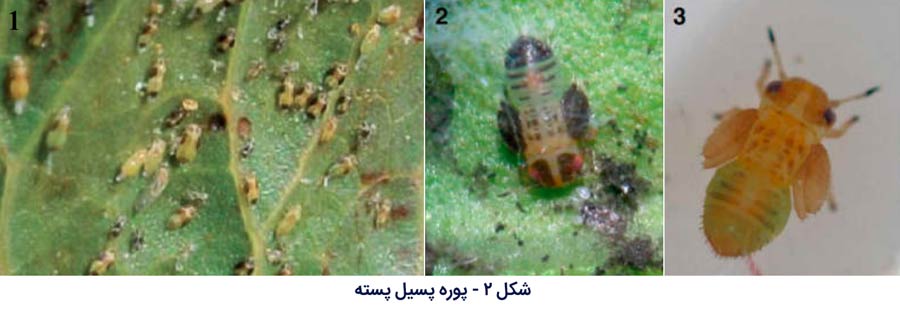 پوره پسیل پسته (Agonoscena pistaciae)