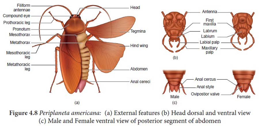 ریخت شناسی سوسک آمریکایی یکی از انواع شایع سوسک خانگی
