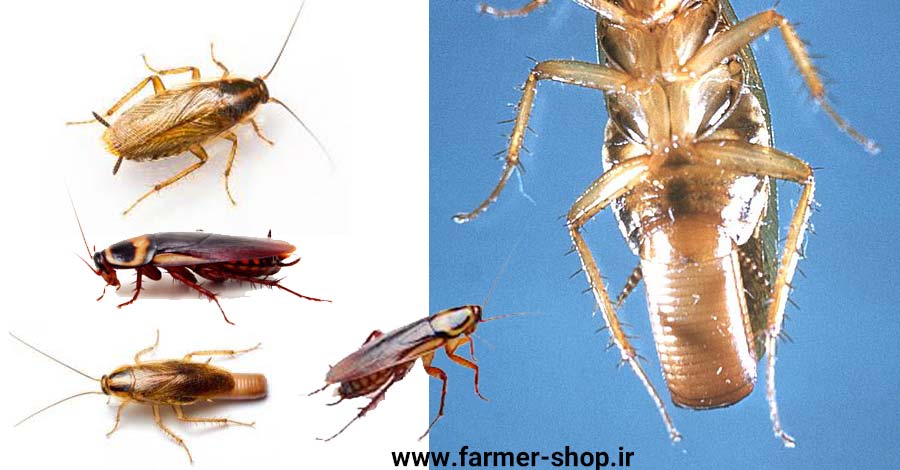 روش کنترل سوسک آلمانی یا سوسک ریز معروف به سوسک کابینت یکی از انواع شایع سوسک خانگی